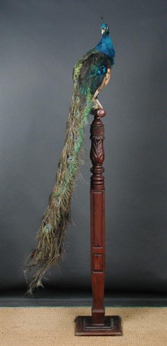 Lot 630 - A full mount Peacock